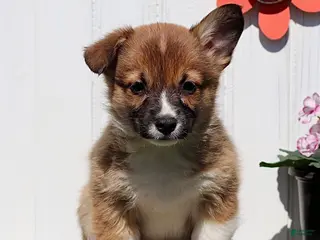 American Corgi dogs for sale: Jordan - Ad 1