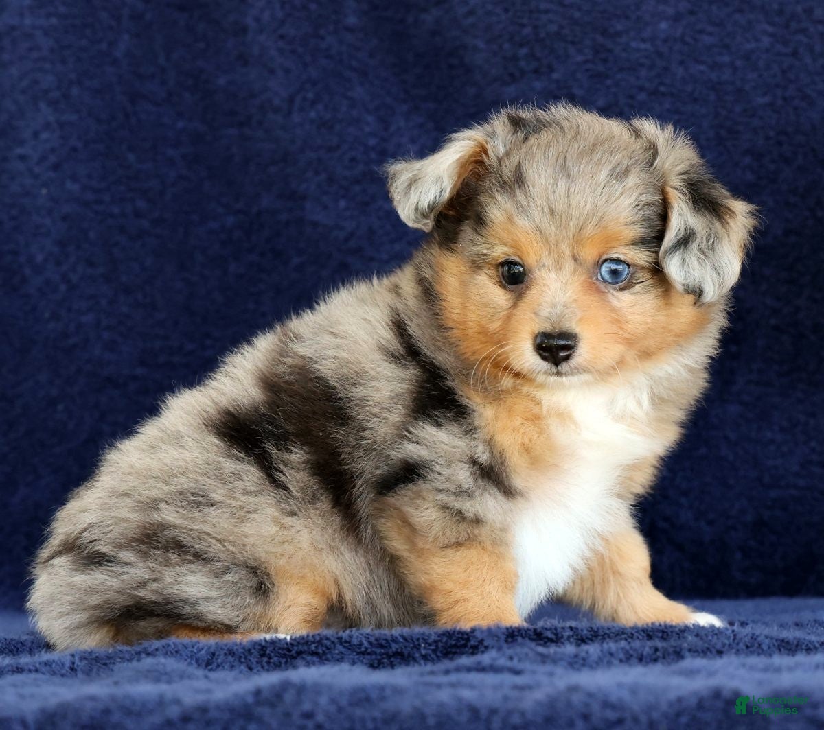 Mixed Breed dogs Candy - Ad 2