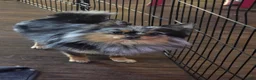 Pomeranian dogs for sale: Pomeranian 1 - Ad 6