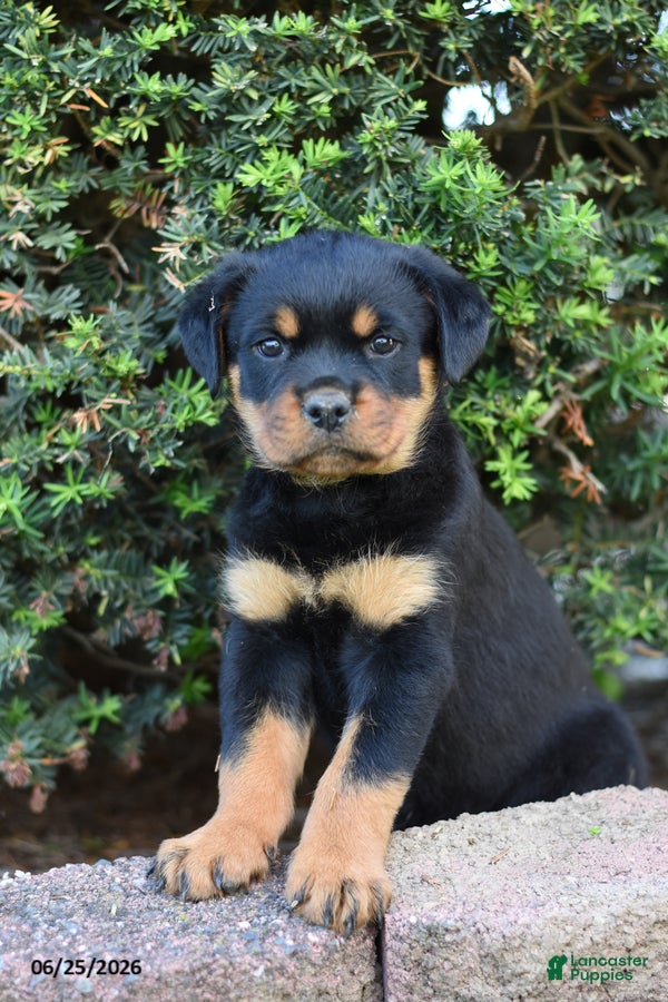 Rottweiler dogs Louise - Ad 1