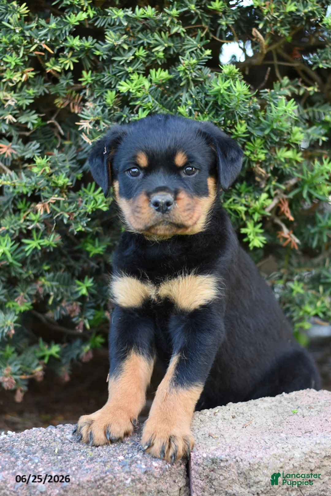 Rottweiler dogs for sale: Louise - Ad 1