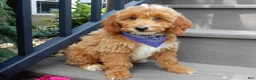 Mini Goldendoodle dogs for sale: Tommy - Ad 5