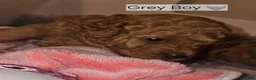 Toy Poodle dogs for sale: Toy Poodle 1 - Ad 3