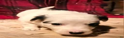 Chihuahua dogs for sale: Elmo - Ad 14