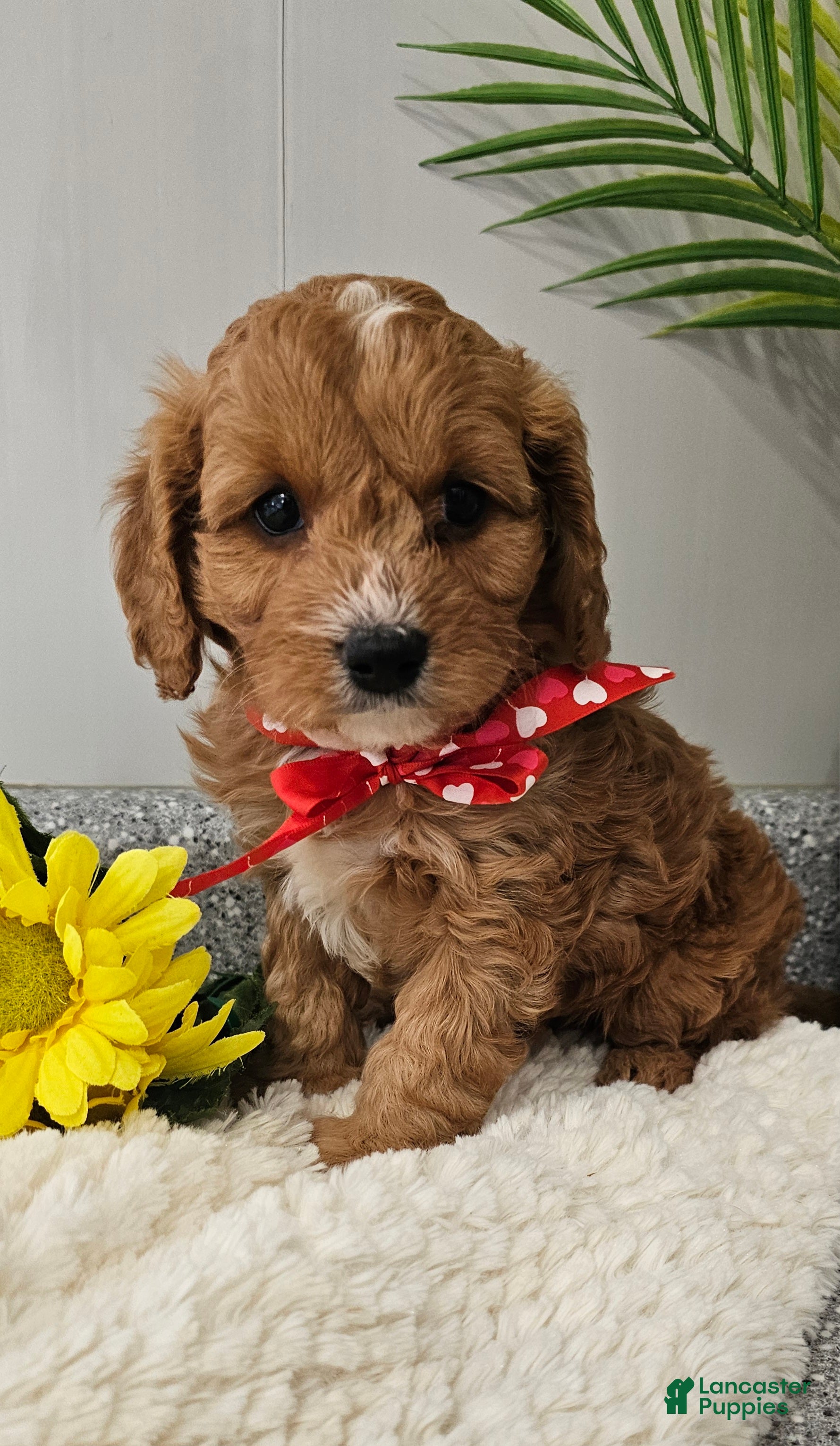 Cavapoo dogs  Charming Chase♥️ - Ad 2