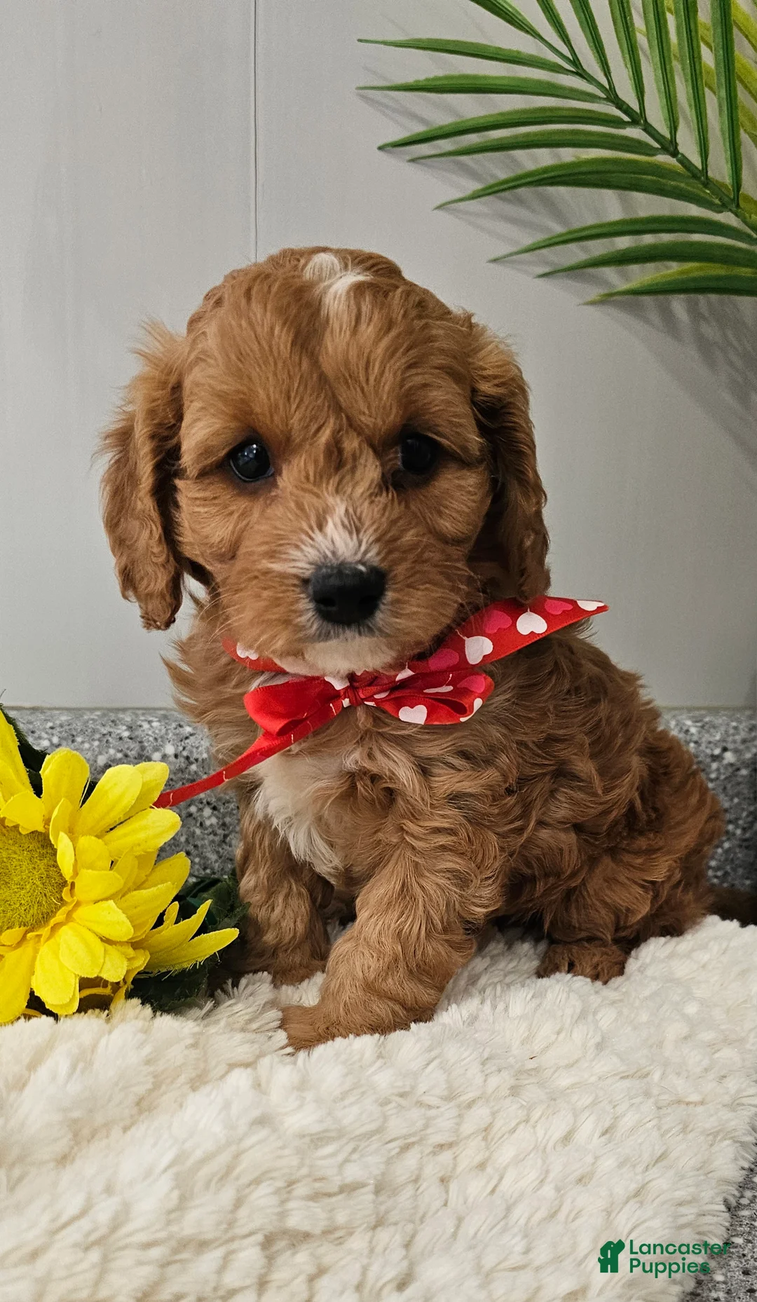 Cavapoo dogs for sale:  Charming Chase♥️ - Ad 2