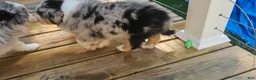 Miniature Australian Shepherd dogs for sale: Spot - Ad 8