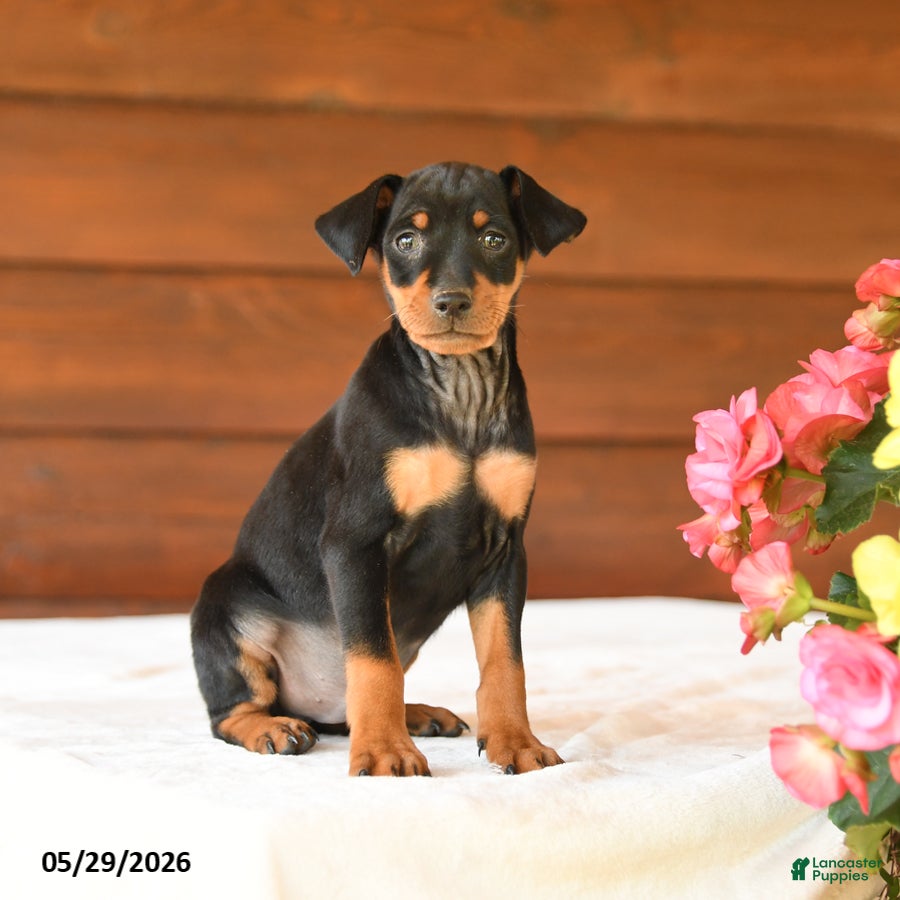 Miniature Pinscher dogs Charlie - Ad 1