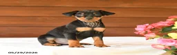 Miniature Pinscher dogs for sale: Charlie - Ad 1