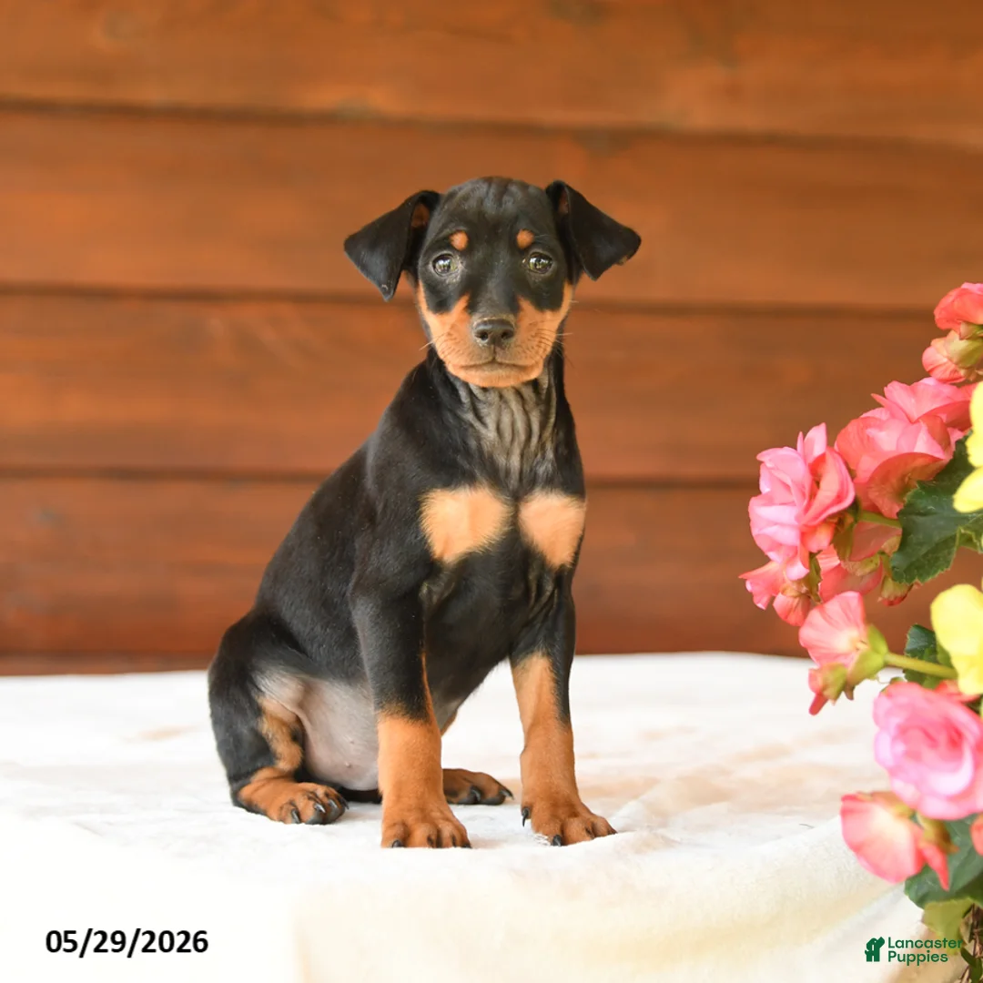 Miniature Pinscher dogs for sale: Charlie - Ad 1