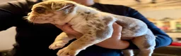 English Bulldog dogs for sale: Versace - Ad 28