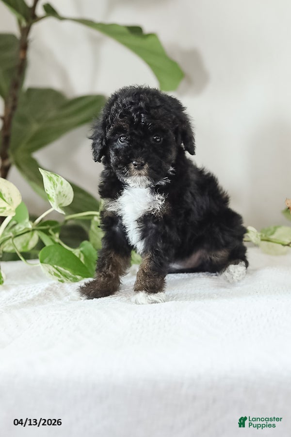 Miniature Poodle dogs Mikesha - Ad 1