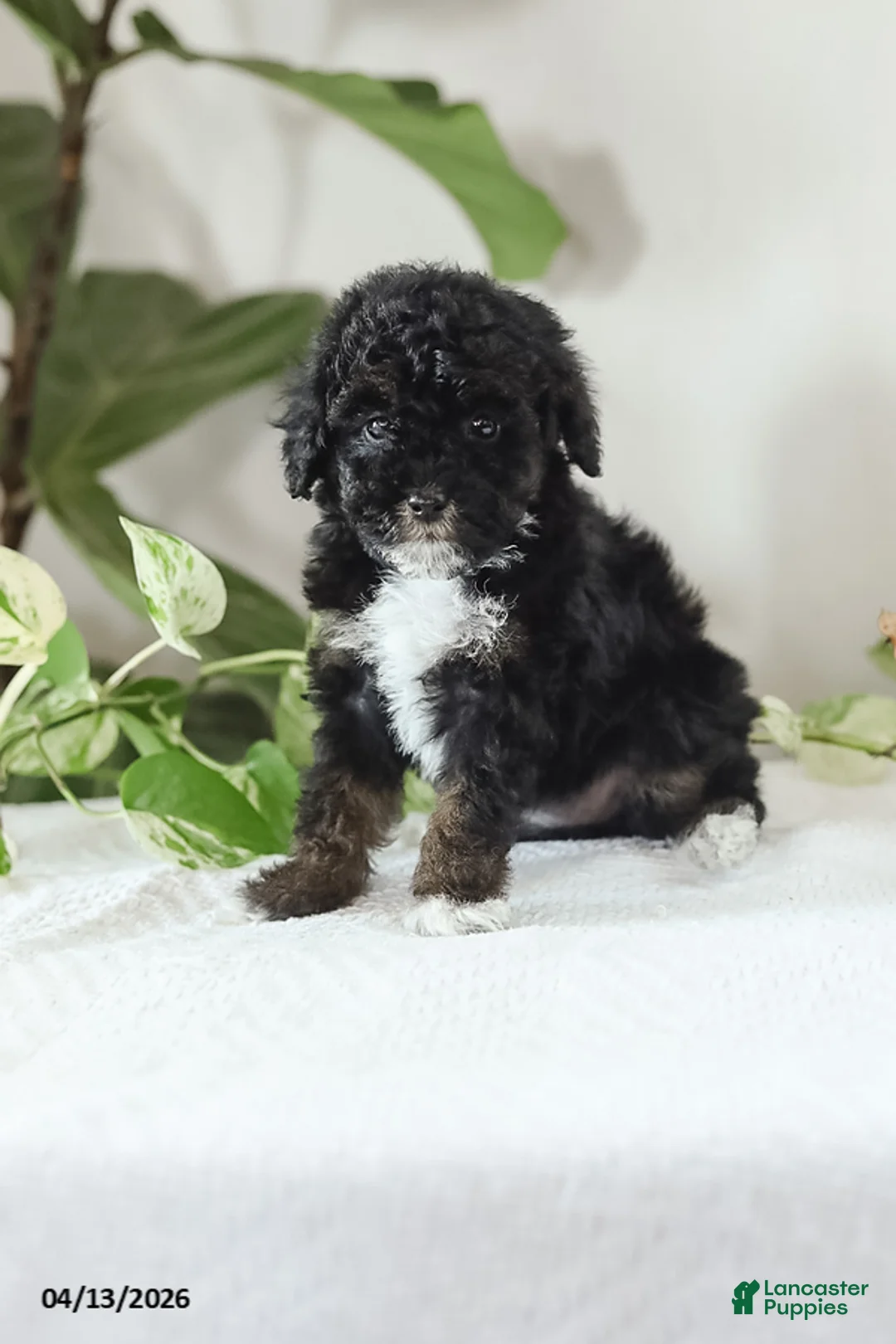 Miniature Poodle dogs for sale: Mikesha - Ad 1