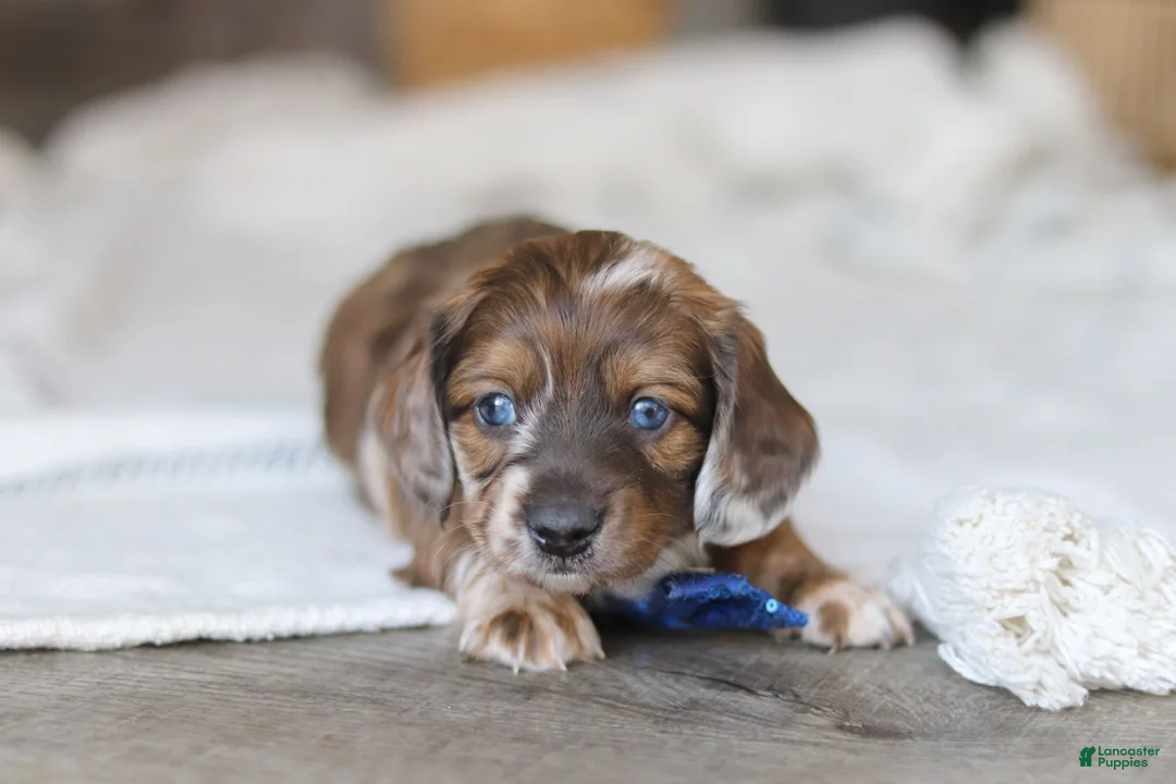 Miniature Dachshund dogs for sale: Keilbasa - Ad 5
