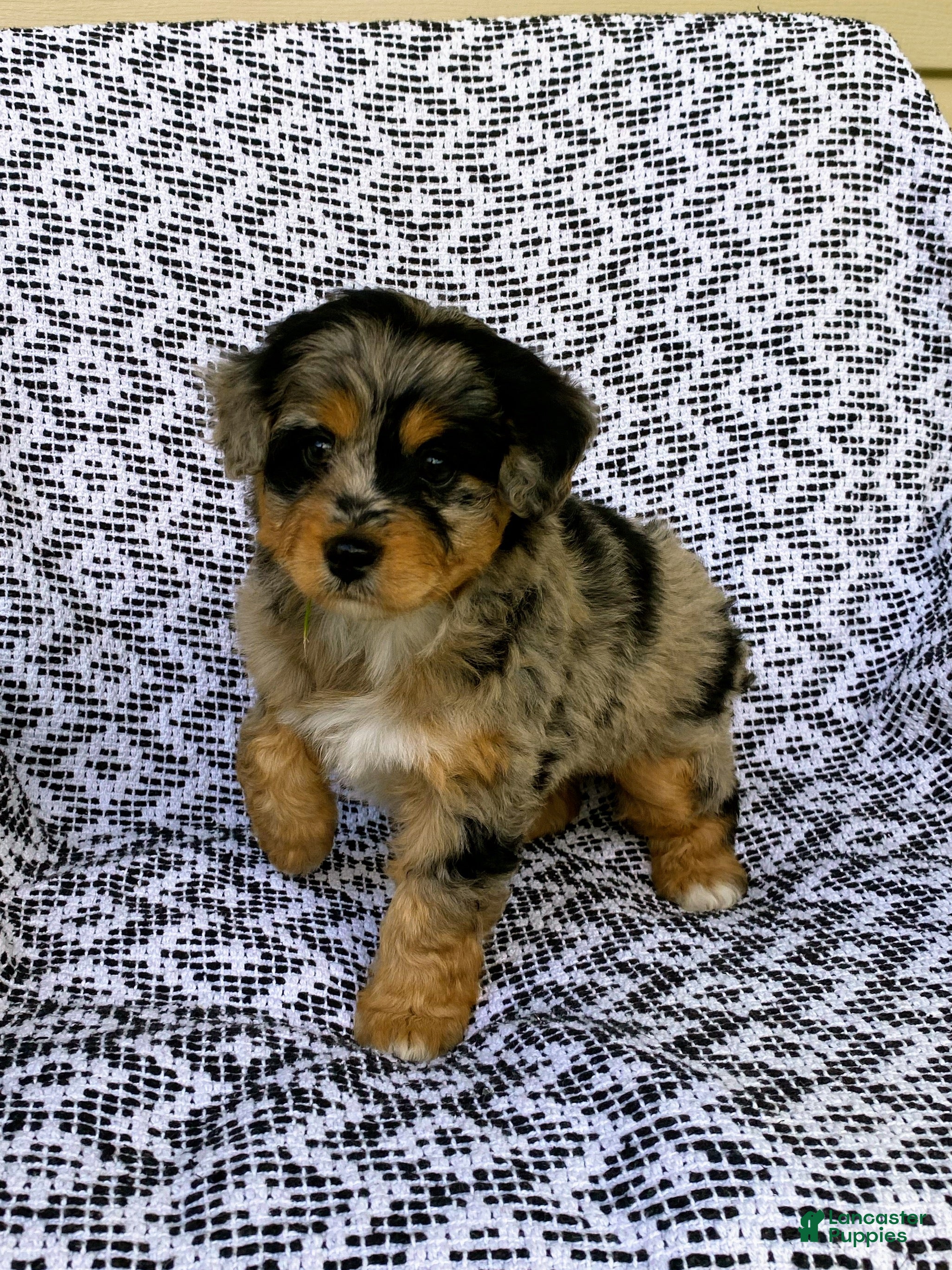 Mini Aussiedoodle dogs Chloe - Ad 2