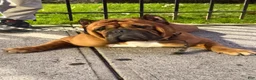 Mixed Breed dogs for sale: Spots - Ad 5