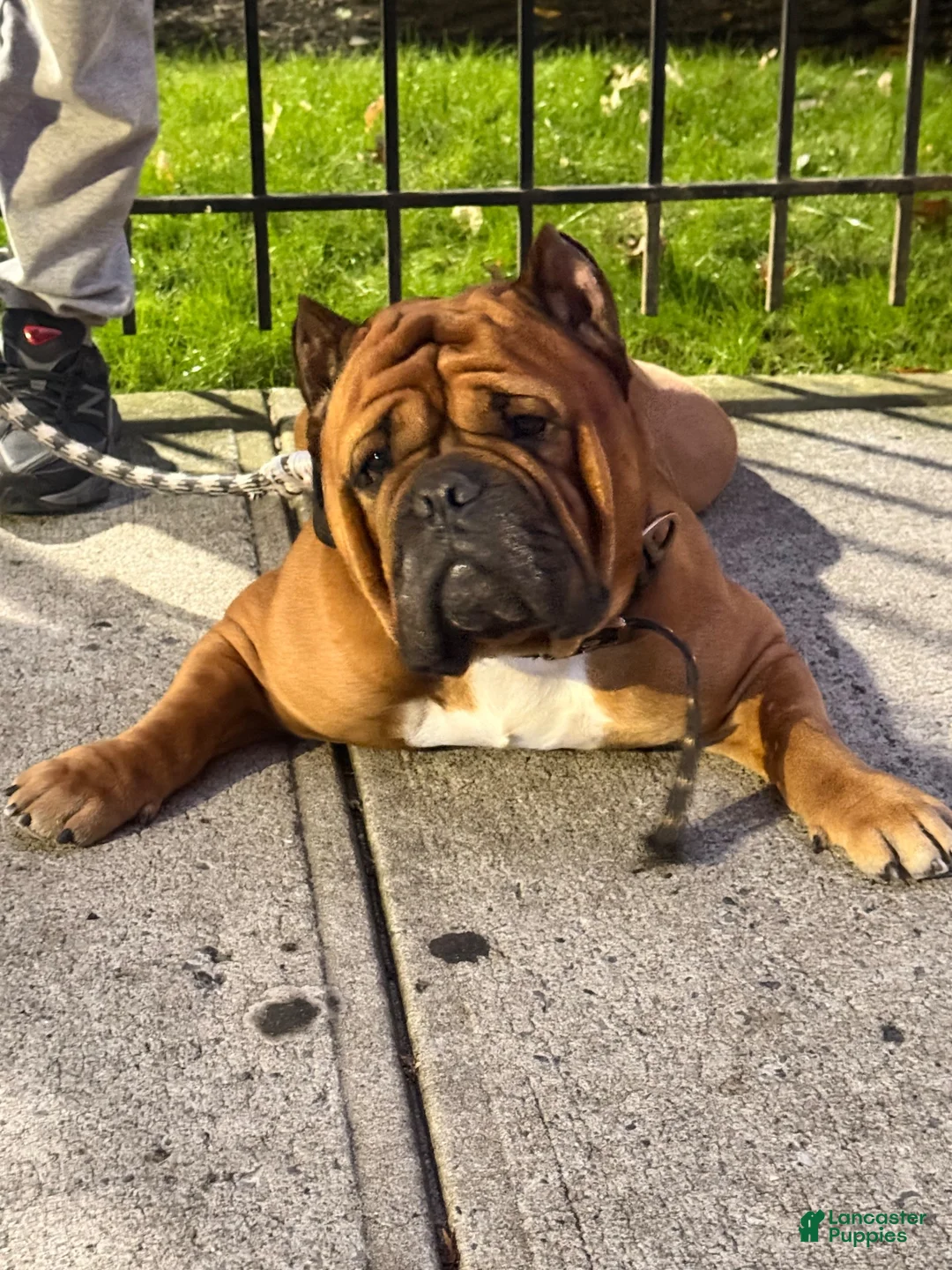 Mixed Breed dogs for sale: Spots - Ad 5