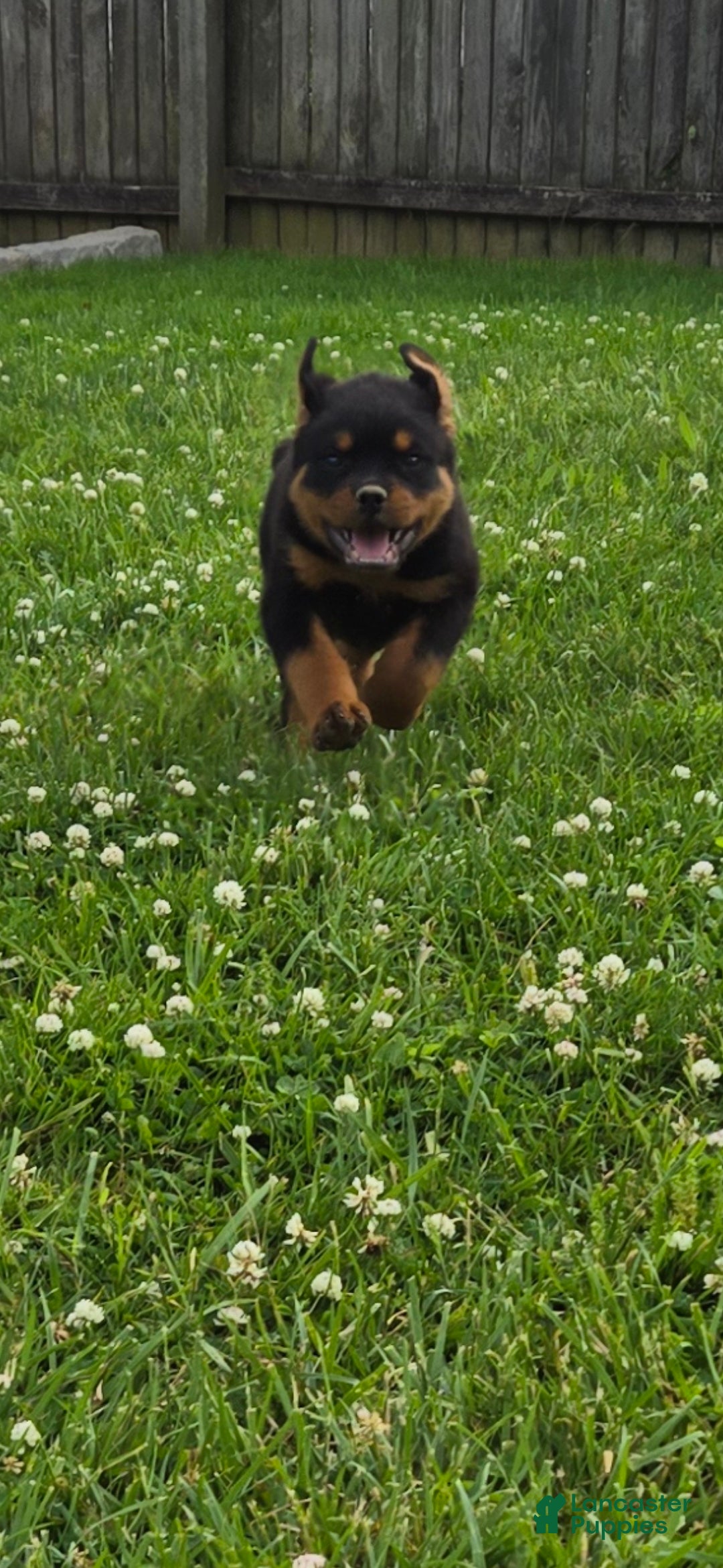 Rottweiler dogs Bingo  - Ad 1