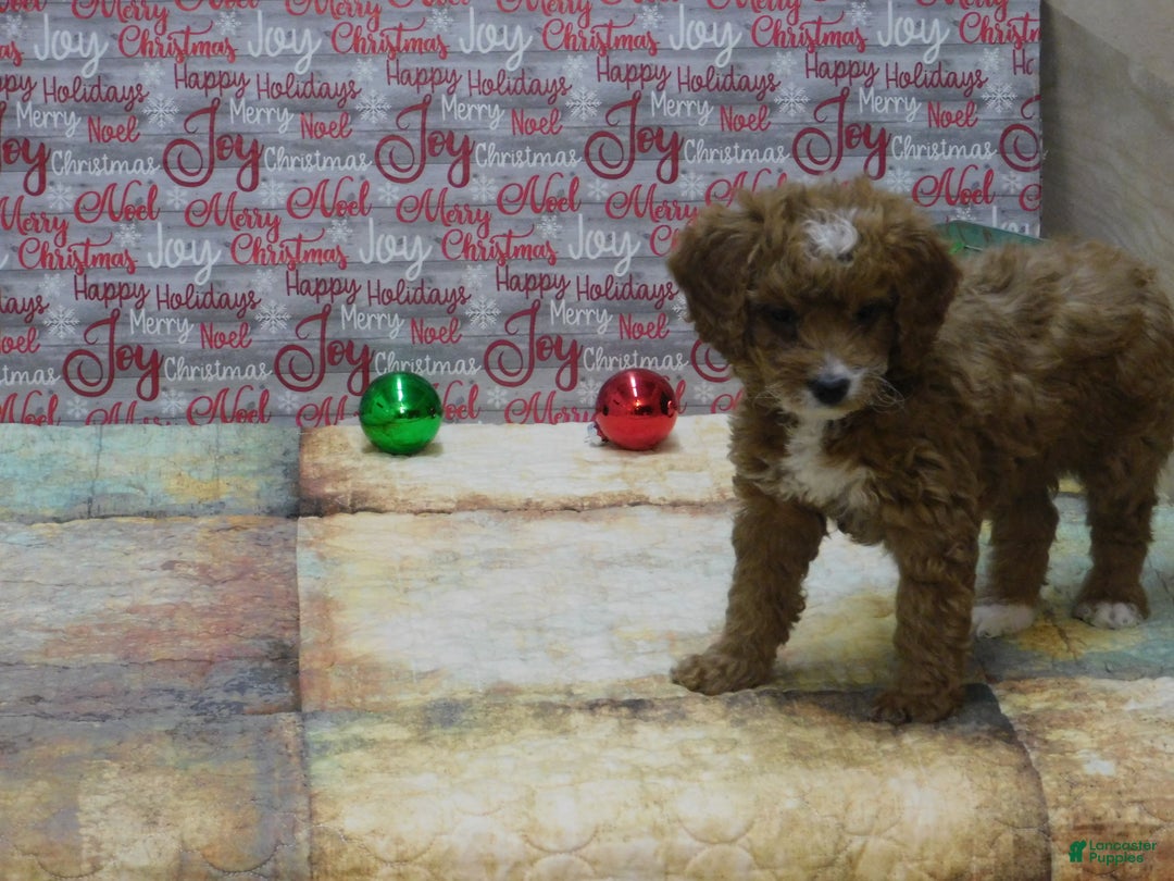 Goldendoodle dogs for sale: Mini Gracie - Ad 4