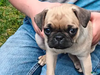 Pug dogs for sale: Trix - Ad 3