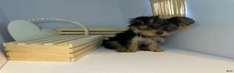 Yorkshire Terrier dogs for sale: Darling  - Ad 3