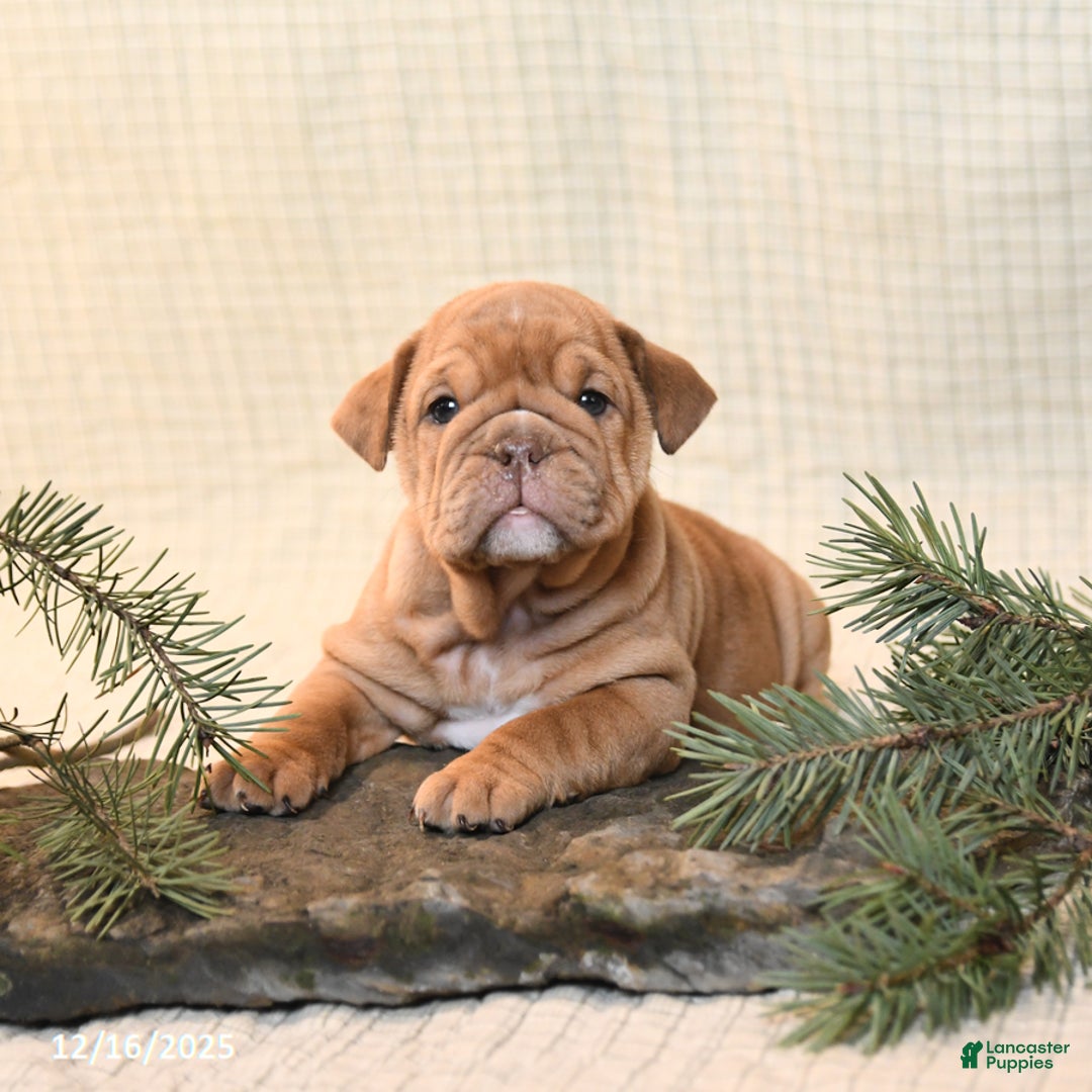 English Bulldog dogs for sale: Carmel - Ad 2