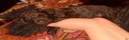 Toy Poodle dogs for sale: Toy Poodle 2 - Ad 8