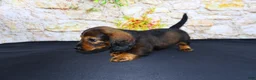 Miniature Dachshund dogs for sale: Lizz - Ad 3