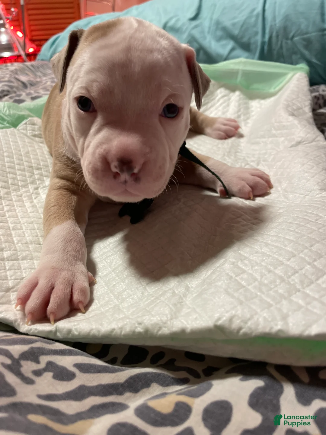 American Bully dogs for sale: Kash - Ad 1