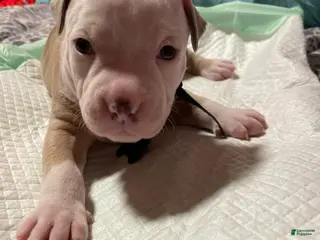 American Bully dogs Kash - Ad 35