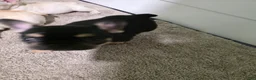 French Bulldog dogs for sale: Padme Amidala  - Ad 5