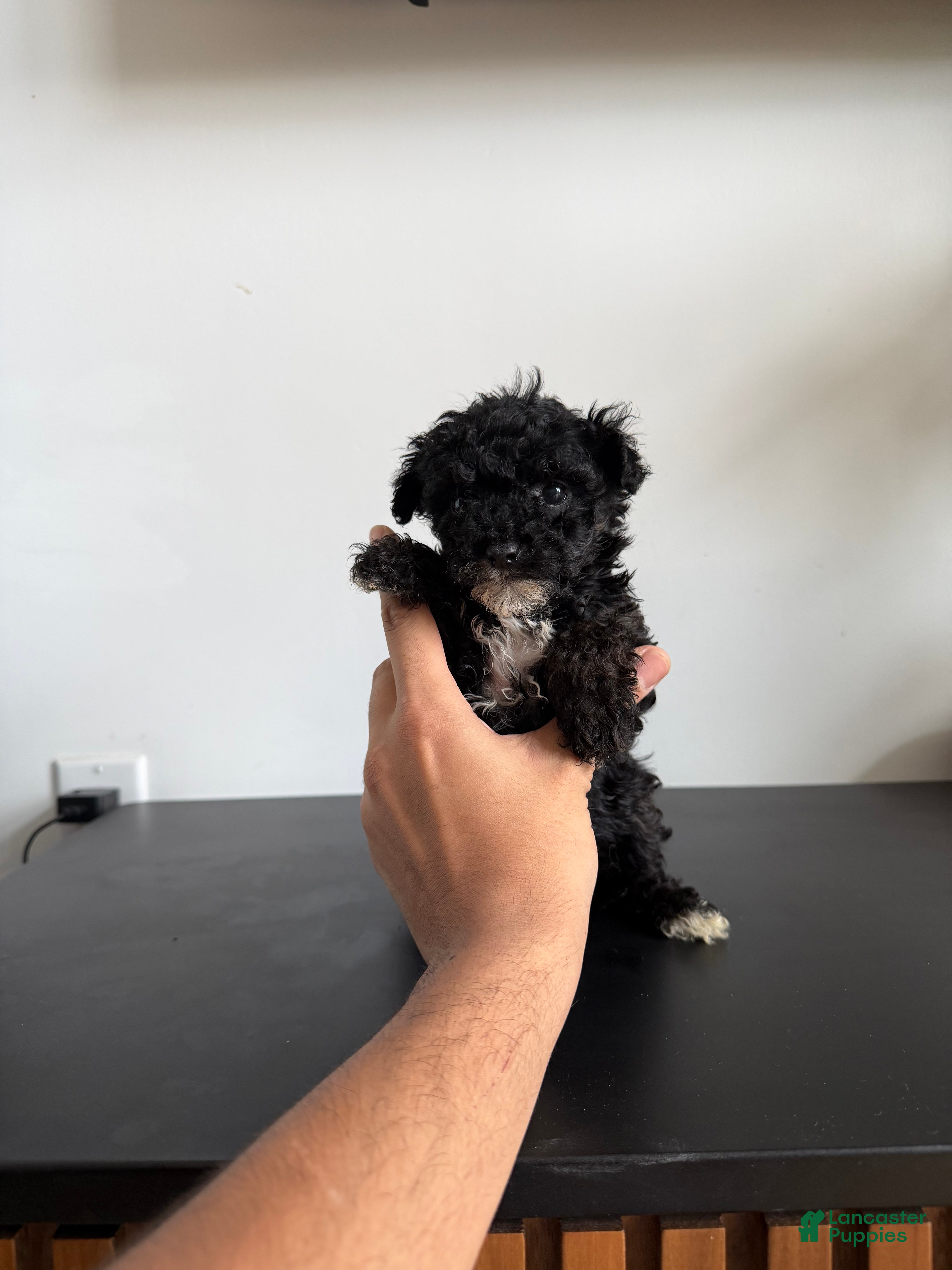 Toy Poodle dogs Sally teacup - Ad 17