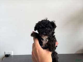 Toy Poodle dogs Sally teacup - Ad 17
