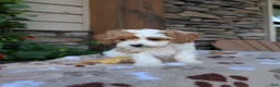 Cavapoo dogs for sale: Barbie - Ad 4