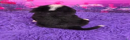 Bernese Mountain Dog dogs for sale: Diesel - Ad 4