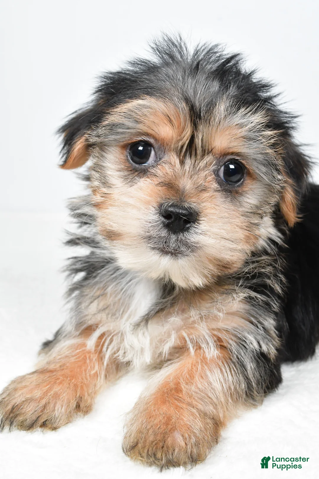 Morkie dogs for sale: Remi - Ad 4