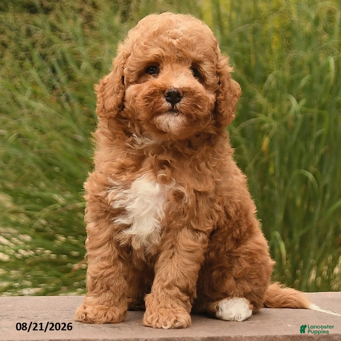 Toy Poodle dogs Nemo - Ad 2