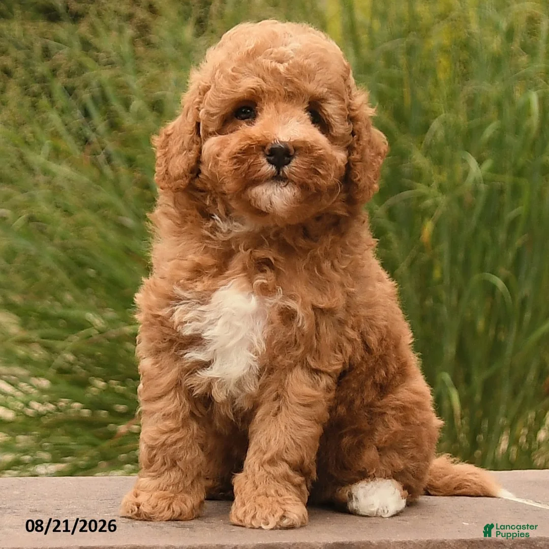 Toy Poodle dogs for sale: Nemo - Ad 2