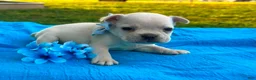 French Bulldog dogs for sale: Surprise - Ad 3