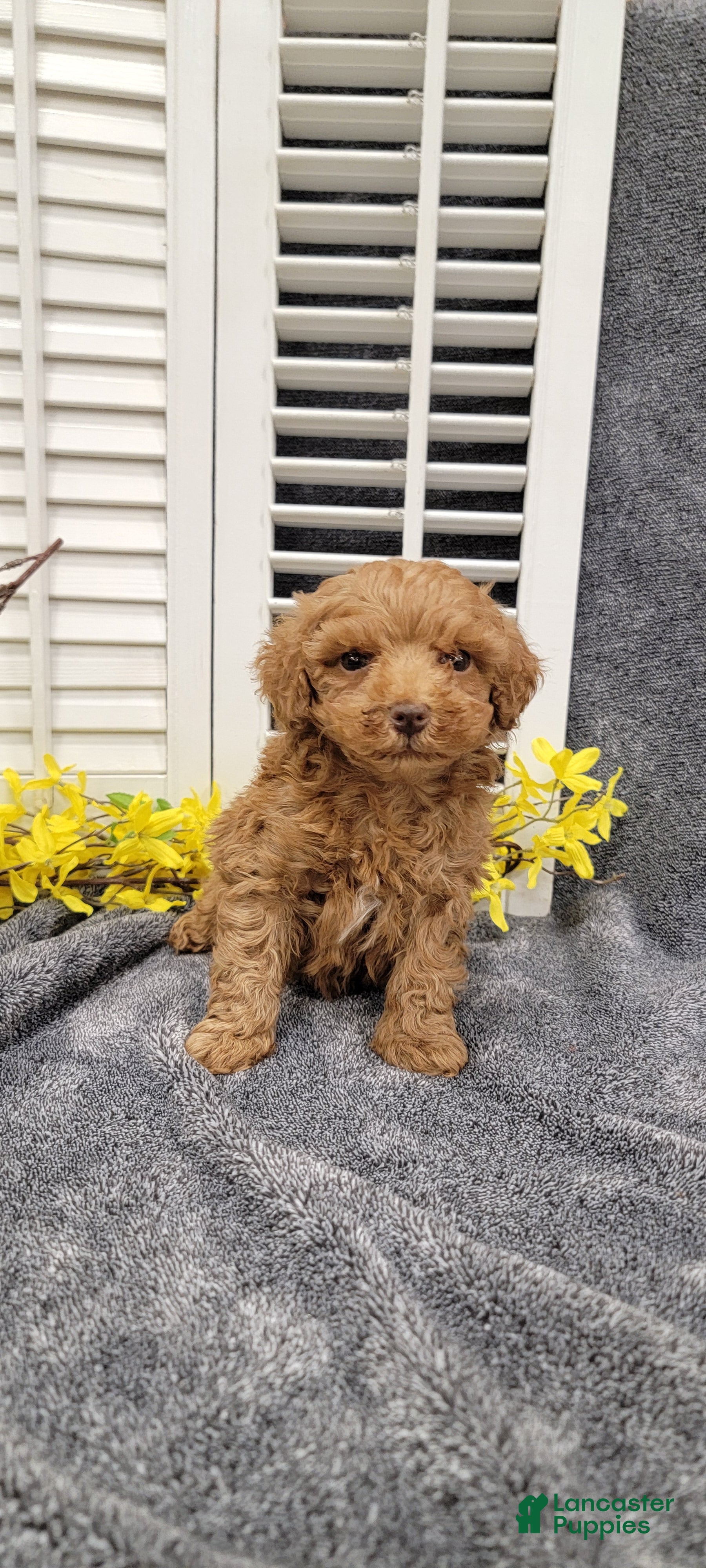Miniature Poodle dogs Lilac - Ad 2