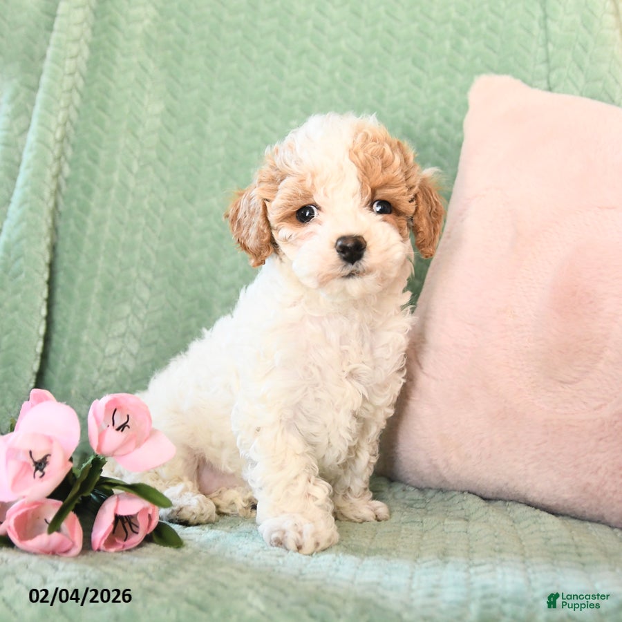 Bichpoo dogs Sunny  - Ad 2