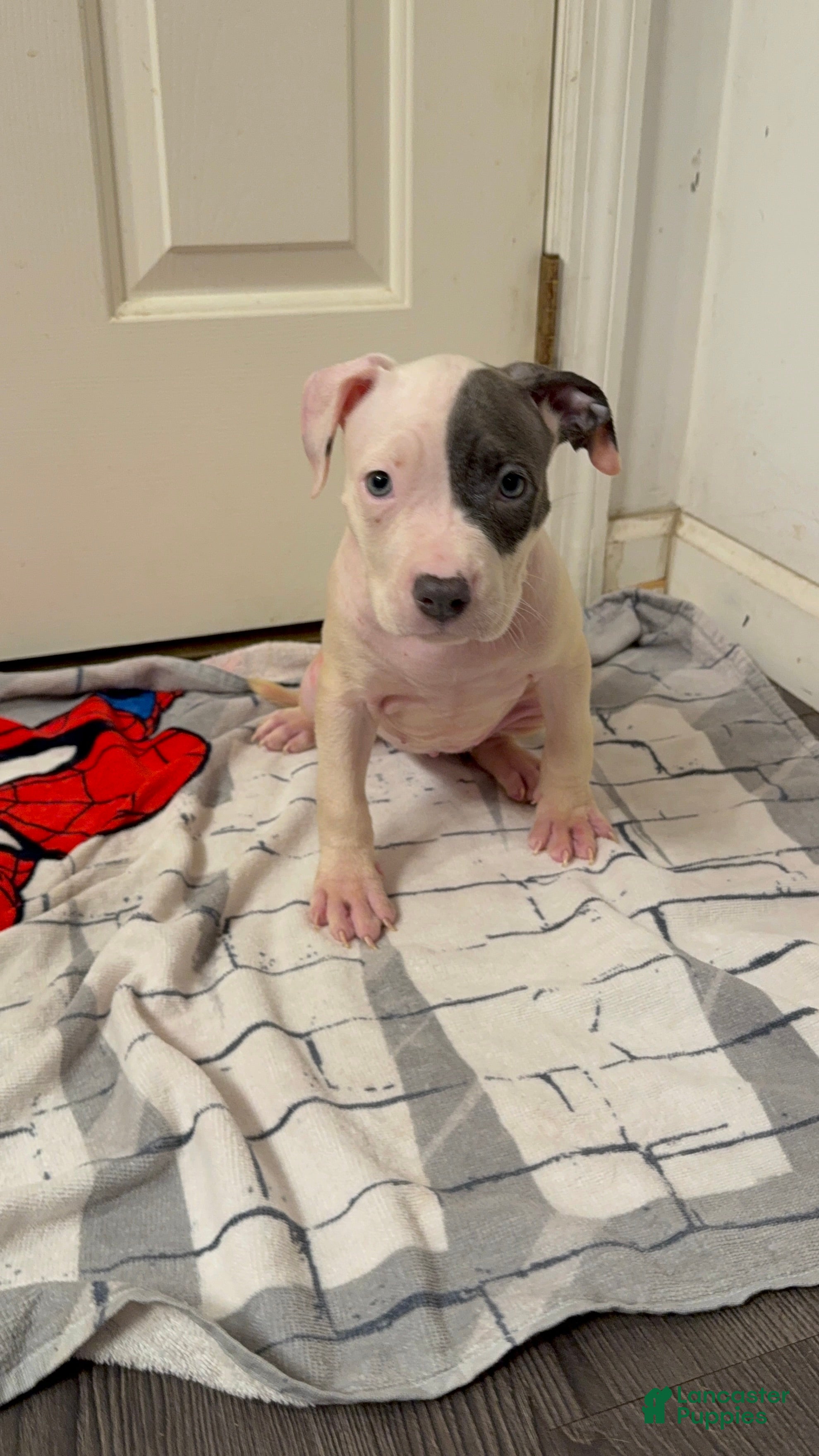 American Pit Bull Terrier dogs American Pit Bull Terrier 3 - Ad 9