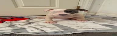American Pit Bull Terrier 3
