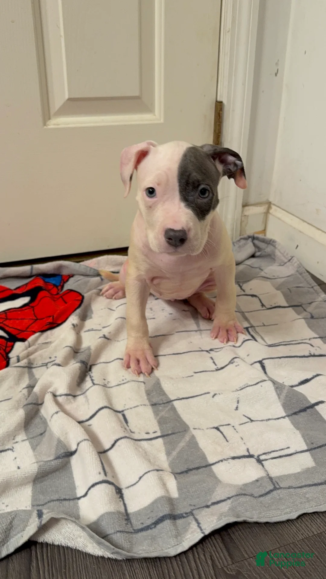 American Pit Bull Terrier dogs for sale: American Pit Bull Terrier 3 - Ad 1