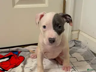 American Pit Bull Terrier dogs American Pit Bull Terrier 3 - Ad 9