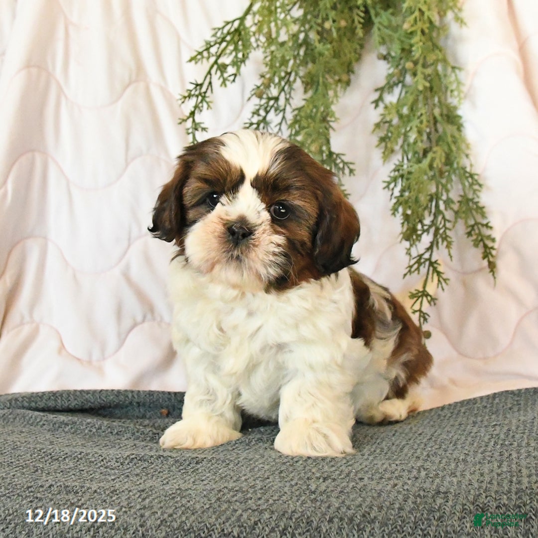 Shih Tzu dogs for sale: Cherry - Ad 3