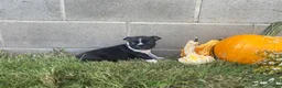 Boston Terrier dogs for sale: Leo - Ad 4