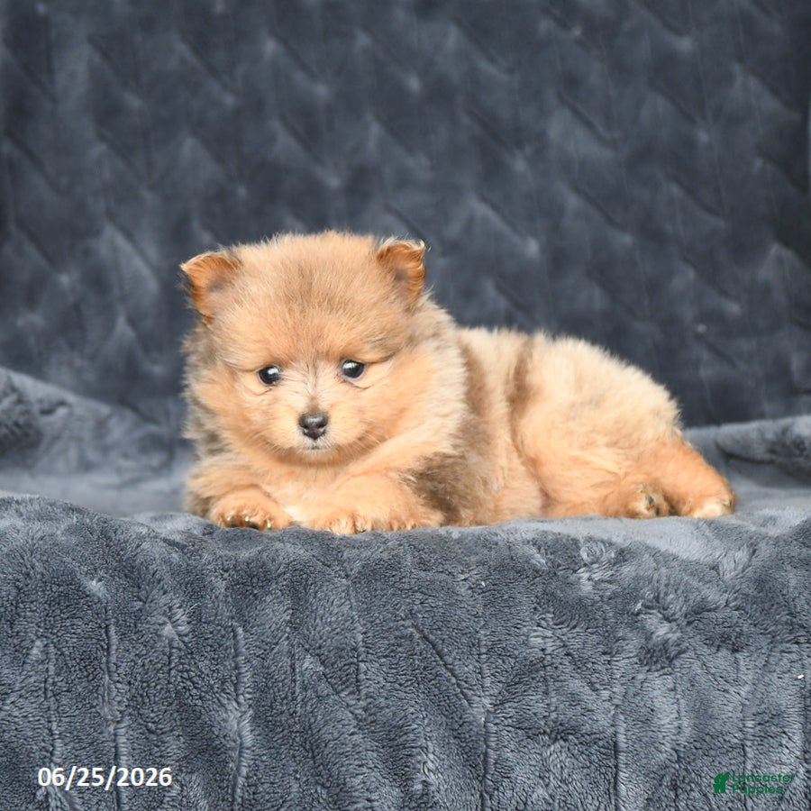 Pomeranian dogs Delilah - Ad 2