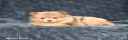 Pomeranian dogs for sale: Delilah - Ad 2