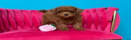 Toy Poodle dogs for sale: Keeper of secrets  - Ad 4
